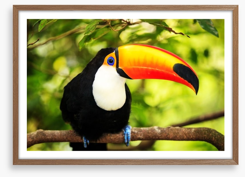 Rainforest tucan