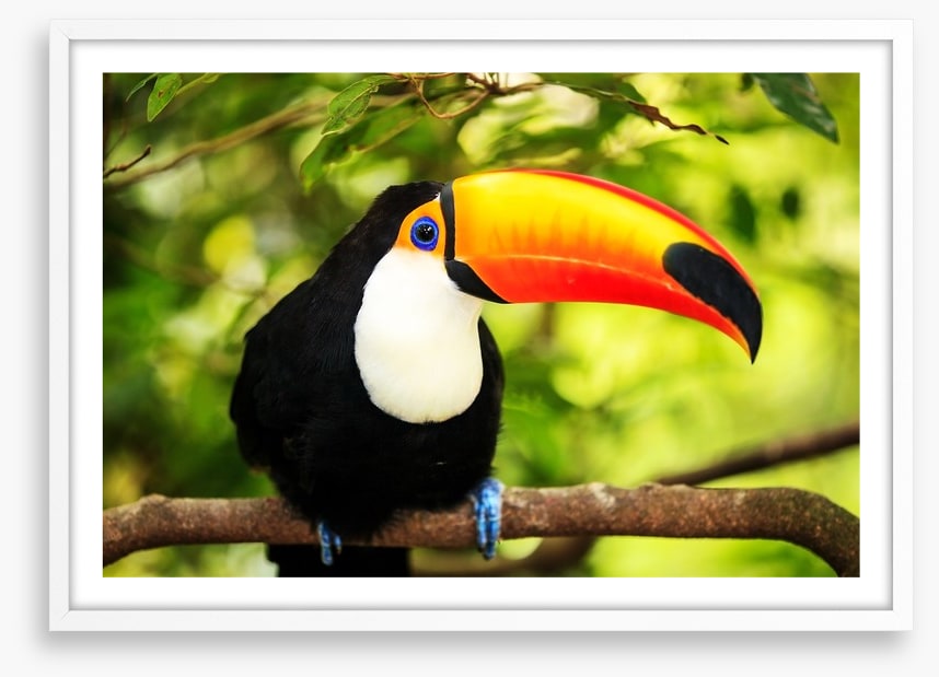 Rainforest tucan