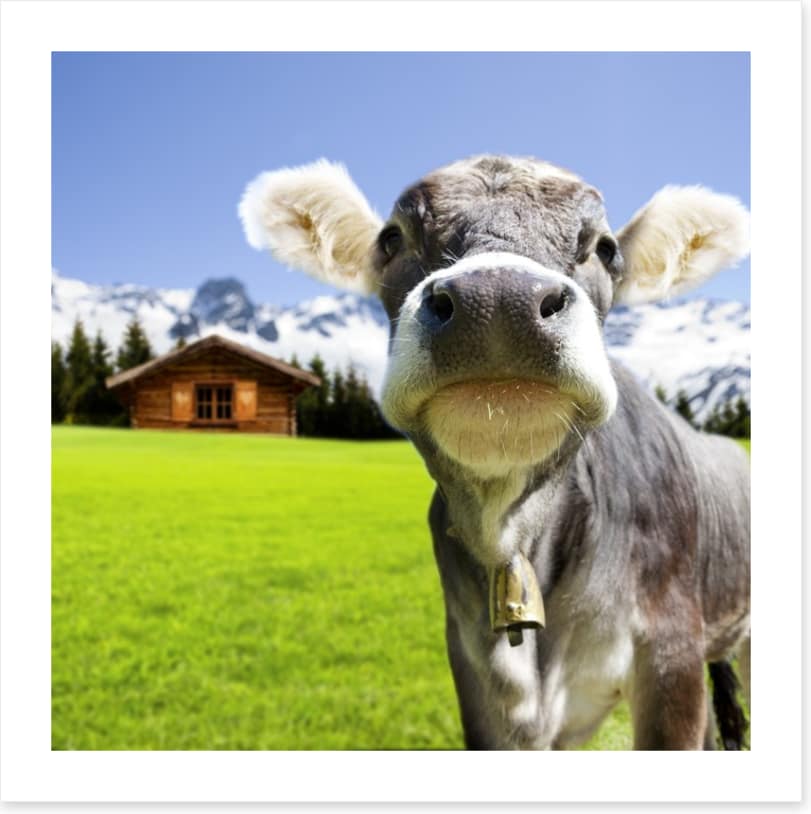 The dairy milk cow