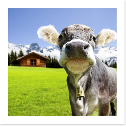 The dairy milk cow