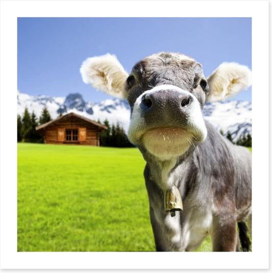 The dairy milk cow