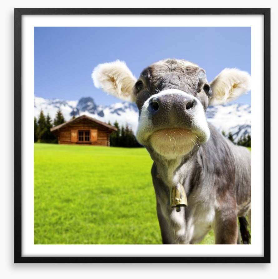 The dairy milk cow