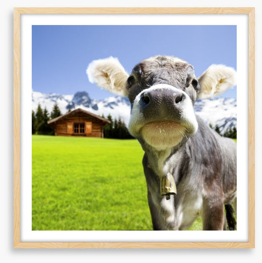 The dairy milk cow