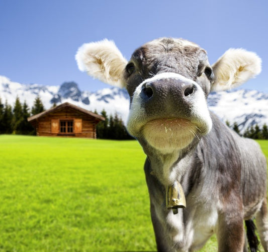 The dairy milk cow