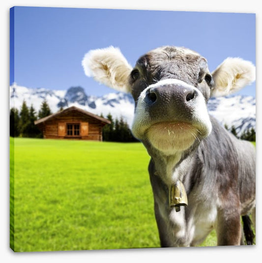 The dairy milk cow