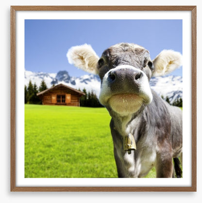 The dairy milk cow