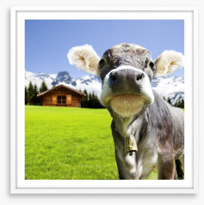 The dairy milk cow