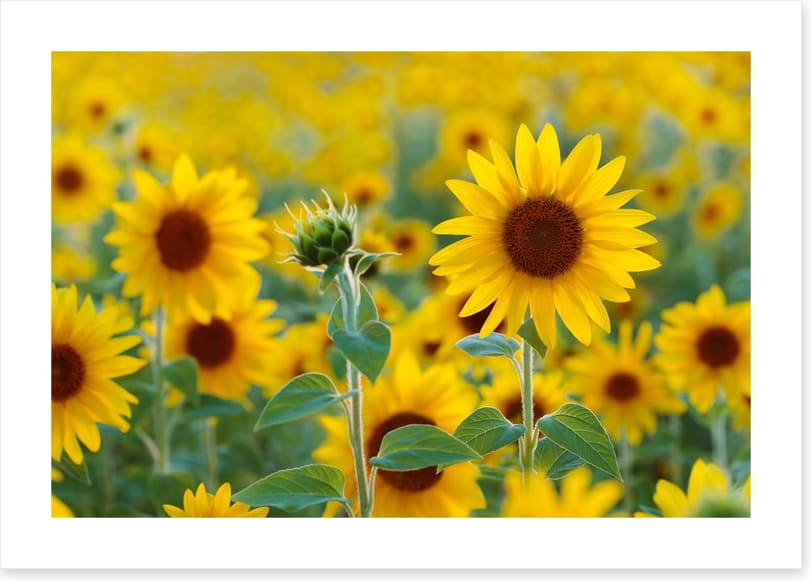 Sunflower field