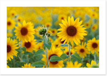 Sunflower field