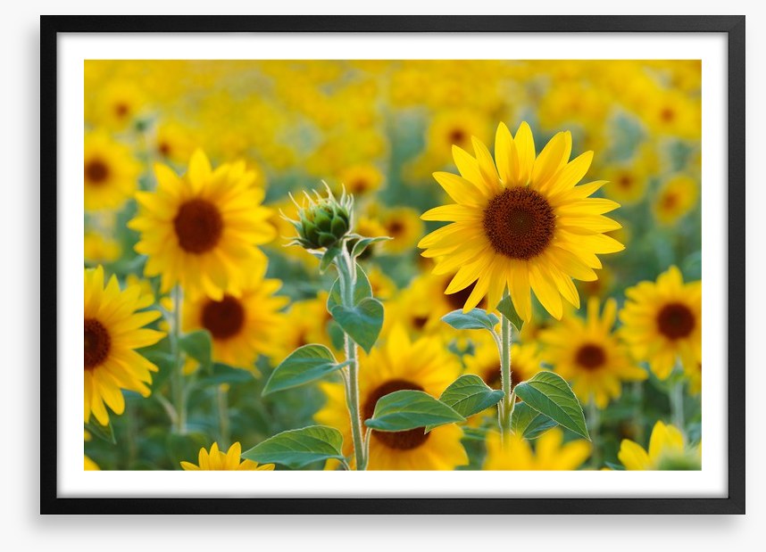 Sunflower field