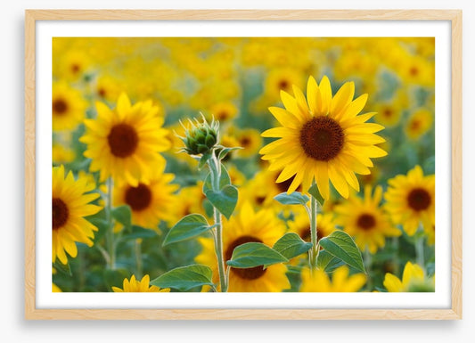 Sunflower field