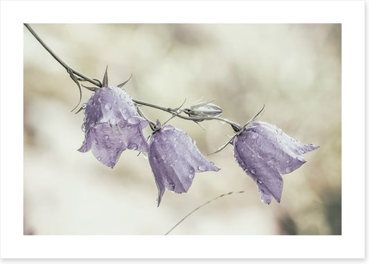 Bellflower beauty