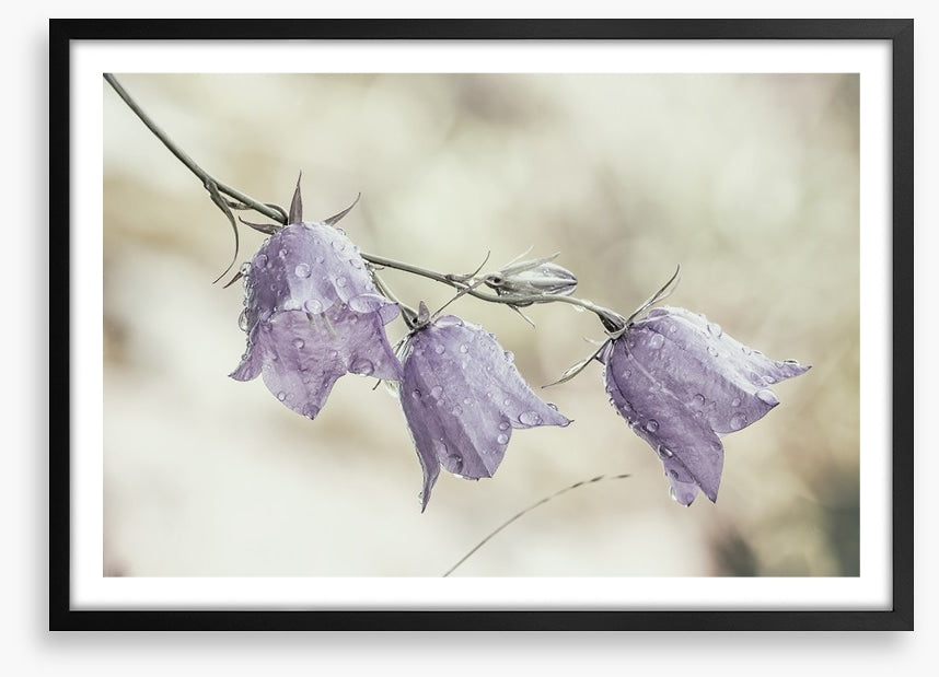 Bellflower beauty