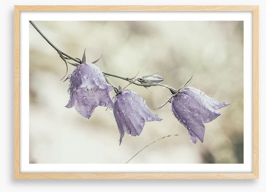 Bellflower beauty