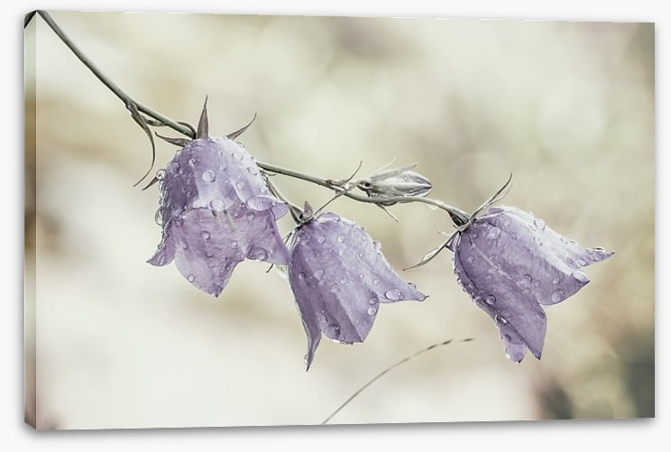 Bellflower beauty