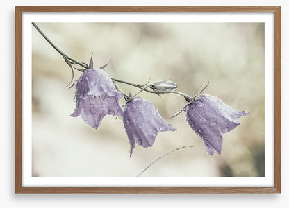 Bellflower beauty