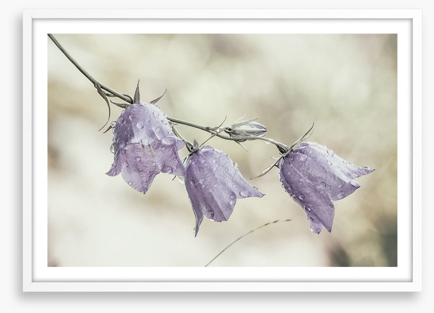 Bellflower beauty