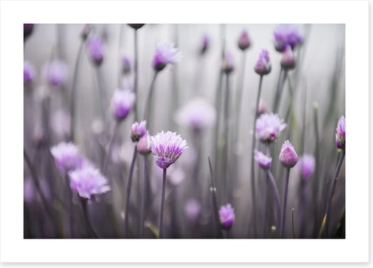 Flowering chives