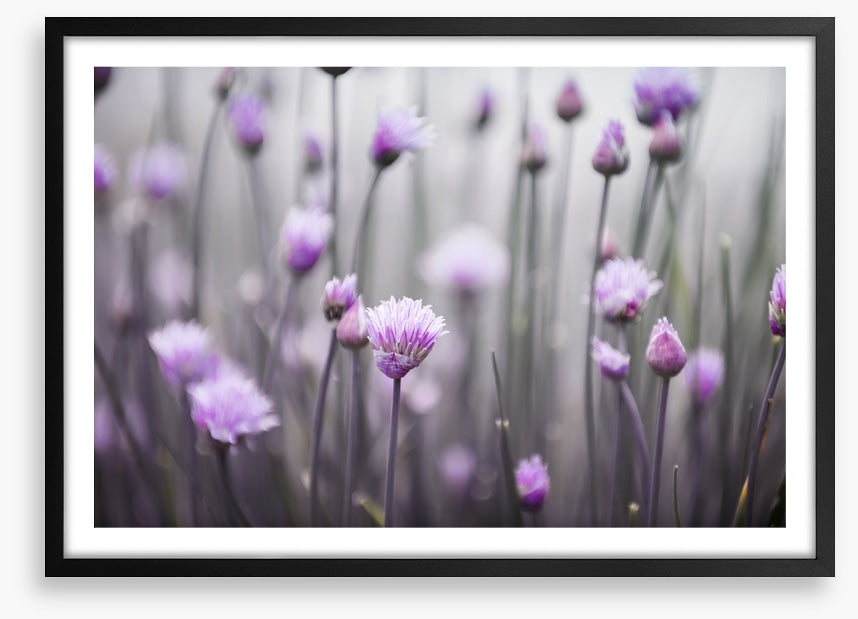 Flowering chives