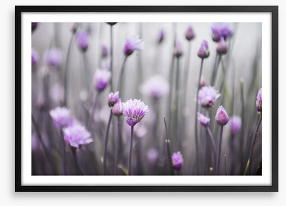 Flowering chives