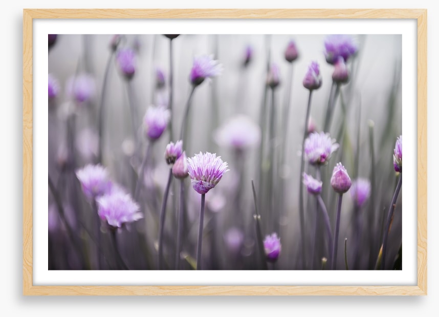 Flowering chives
