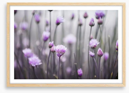 Flowering chives