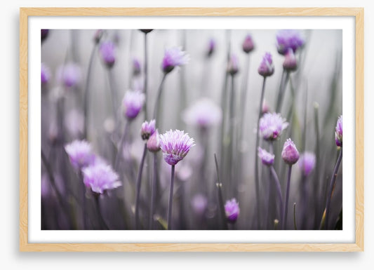 Flowering chives