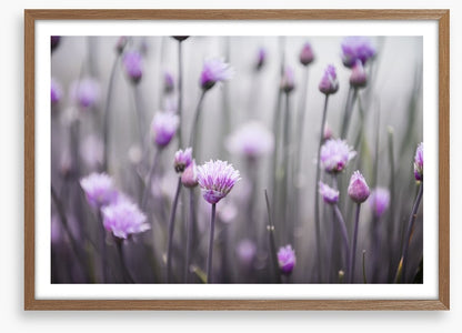 Flowering chives