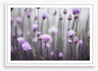 Flowering chives
