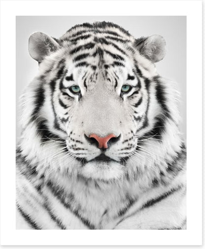White tiger