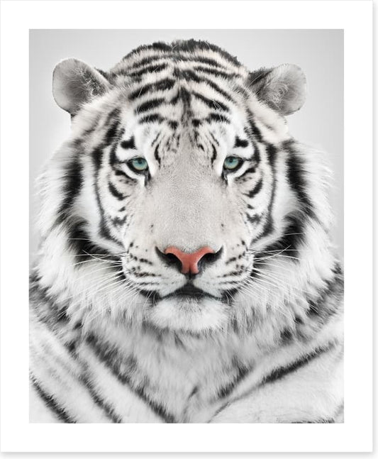 White tiger
