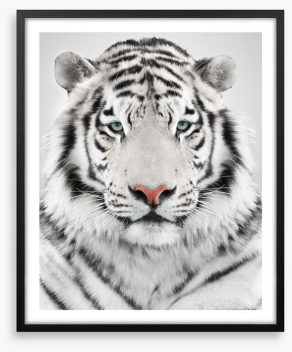 White tiger