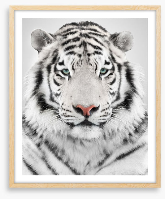 White tiger
