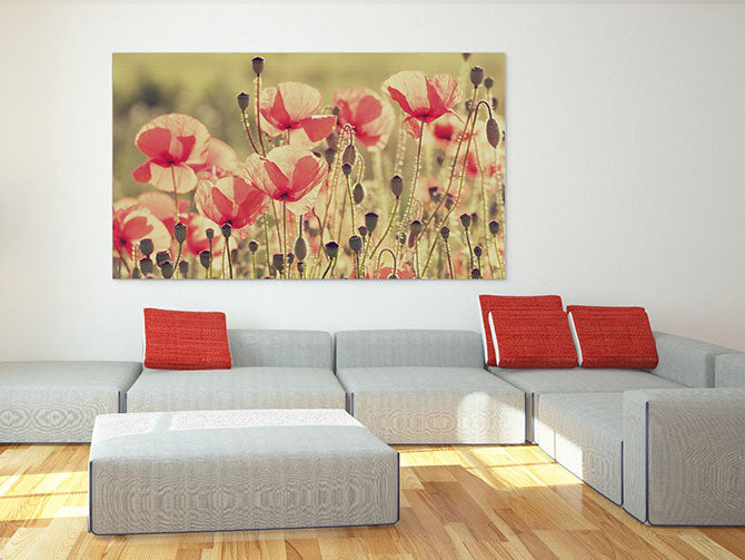 Poppy days