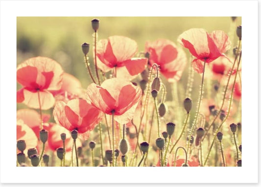 Poppy days