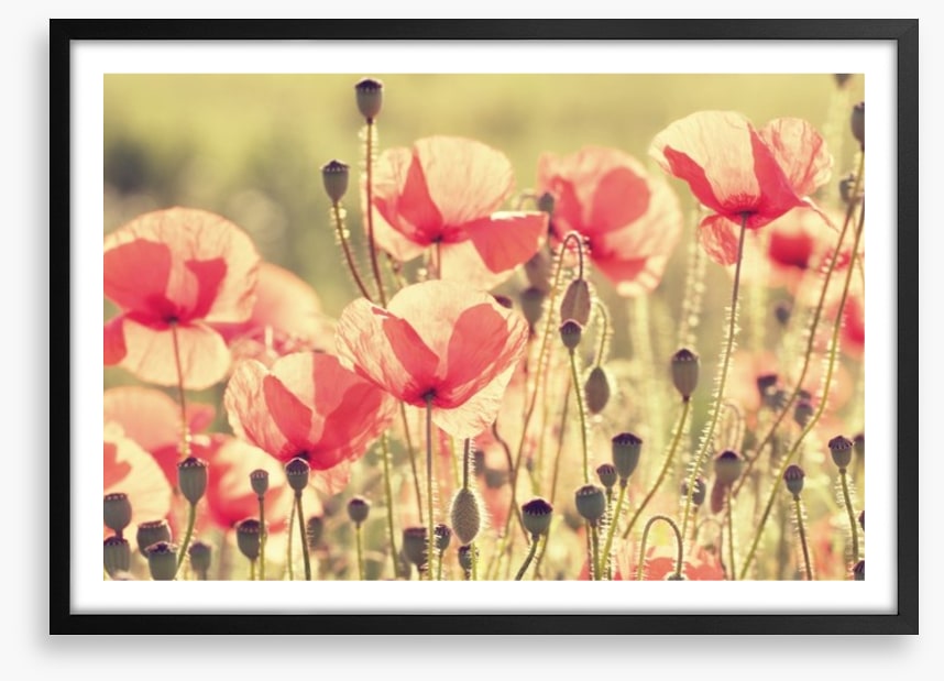 Poppy days