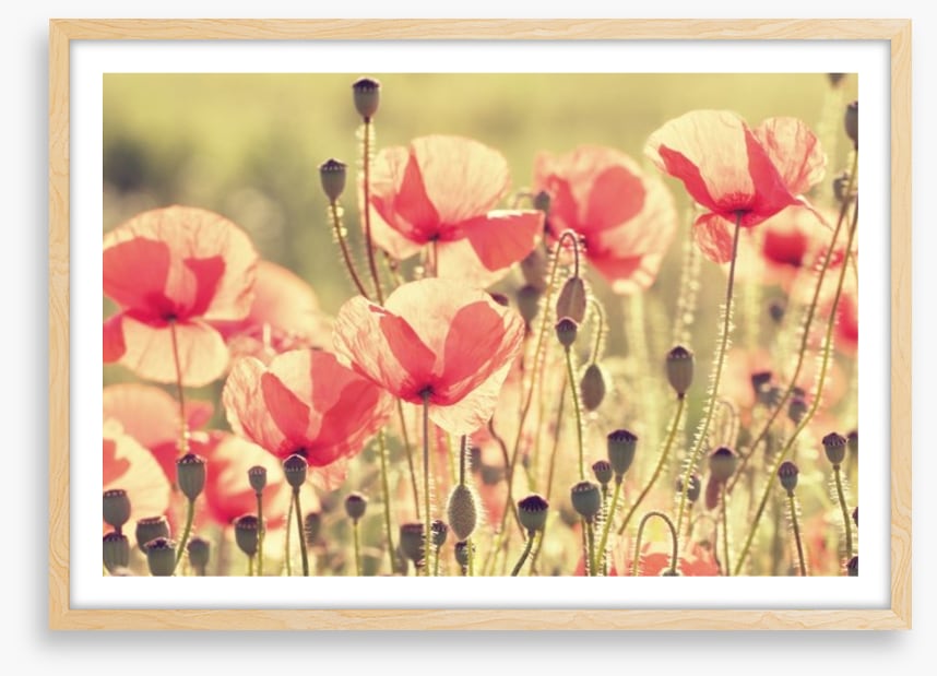 Poppy days