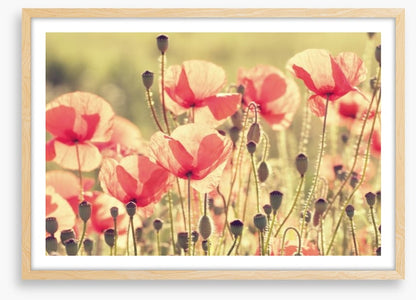 Poppy days