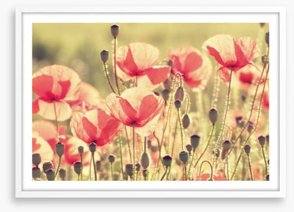 Poppy days