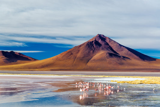 The volcano flock
