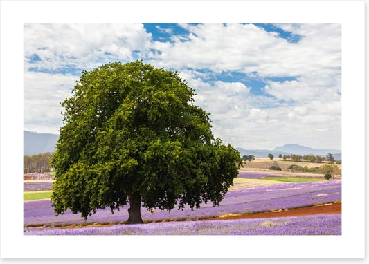 Tree in the lavender field