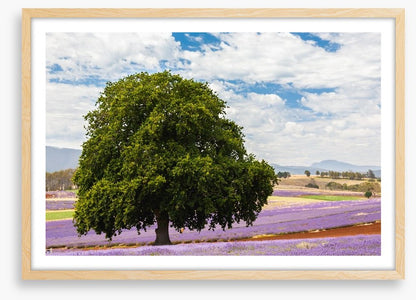 Tree in the lavender field