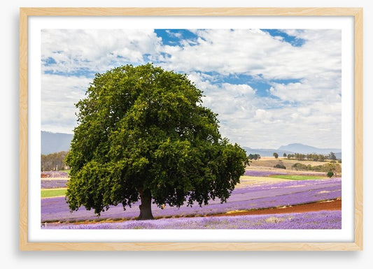 Tree in the lavender field