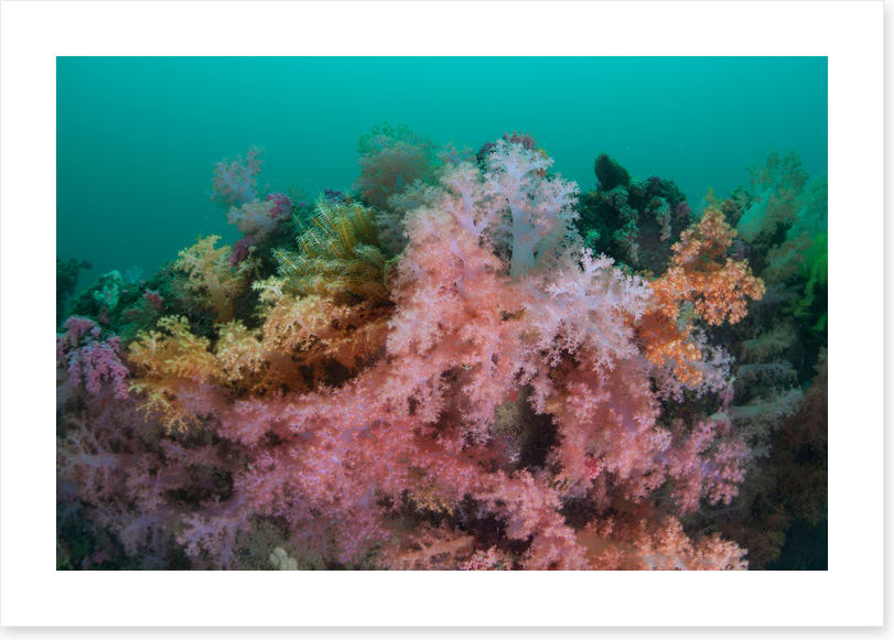 Soft coral sea