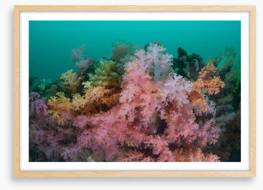 Soft coral sea