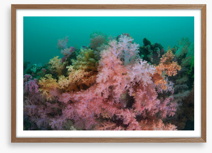 Soft coral sea