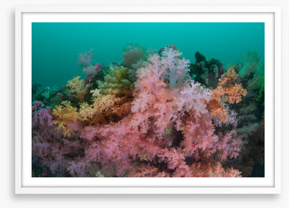 Soft coral sea