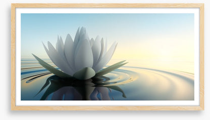 Lotus on the lake