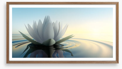 Lotus on the lake