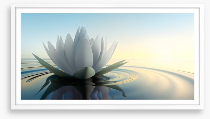 Lotus on the lake